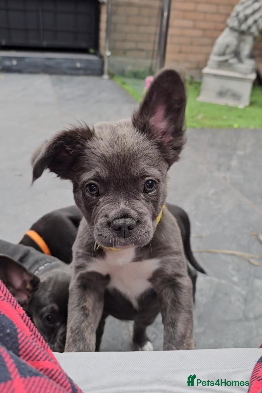 French Bulldog dogs READY TO GO!! 1 GIRL LEFT! FLUFFY French Bull Dog  - Advert 2
