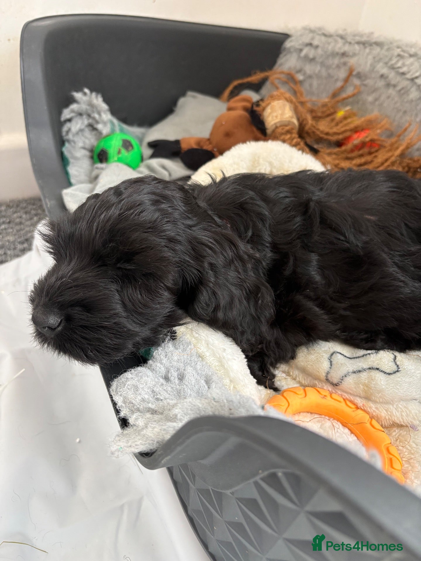 Cockapoo dogs for sale: Cockapoo Puppies - Advert 9