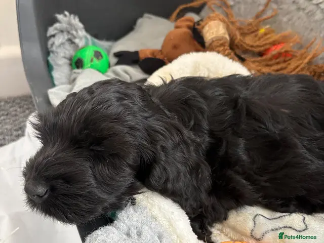 Cockapoo dogs for sale: Cockapoo Puppies - Advert 9