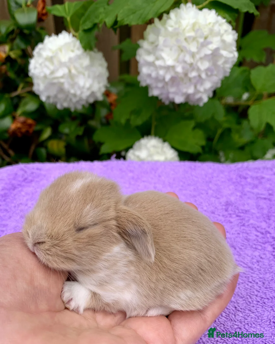 Mini Lop rabbits for sale: Gorgeous purebred baby mini lops ready to reserve - Advert 19