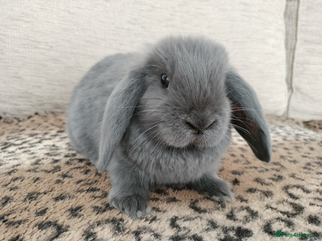 Mini Lop rabbits for sale: Baby mini lops for sale  - Image 4