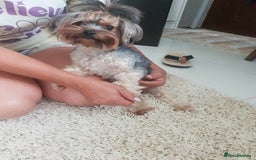 Yorkshire Terrier dogs for sale: Beautiful Yorkshire terrier - Advert 4