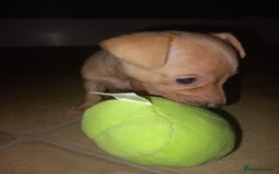 Mixed Breed dogs for sale: Female puppy - Image 2