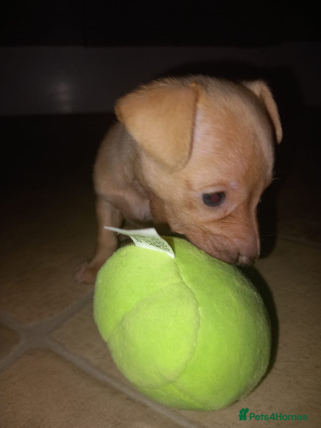 Mixed Breed dogs for sale: Female puppy - Image 2