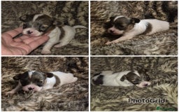 Papillon dogs for sale: Papillon puppies  - Image 4