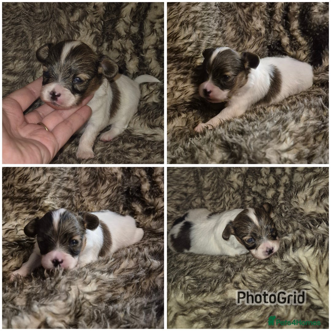 Papillon dogs for sale: Papillon puppies  - Image 4