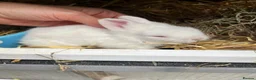 Lionhead rabbits for sale: Baby lionhead Rabbits  - Advert 3