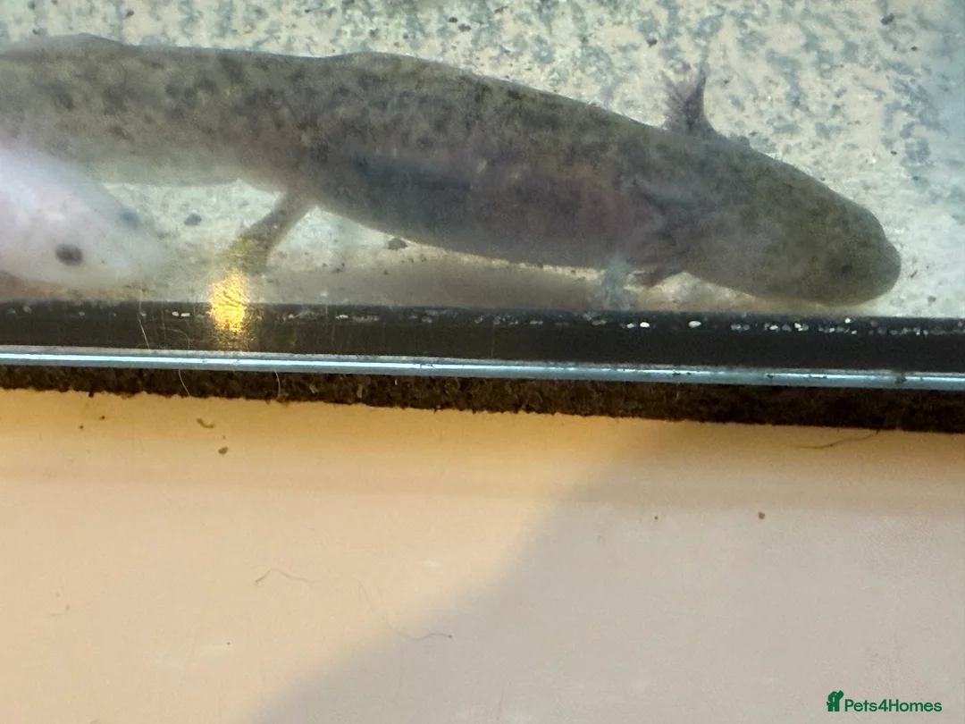 Axolotl reptiles for sale: Axolotl - Advert 11