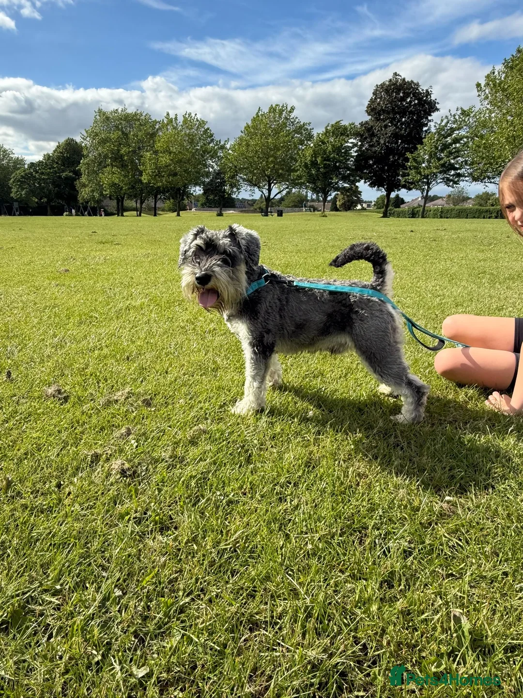 Miniature Schnauzer dogs for sale: KC Registered Miniature Schnauzer Puppies - Advert 2