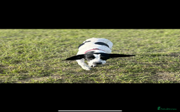 Mixed Breed dogs for sale: Pointer/cocker looking for loving home urgently - Image 1