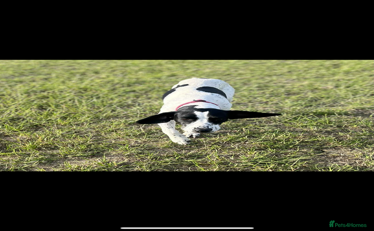 Mixed Breed dogs - Advert 1