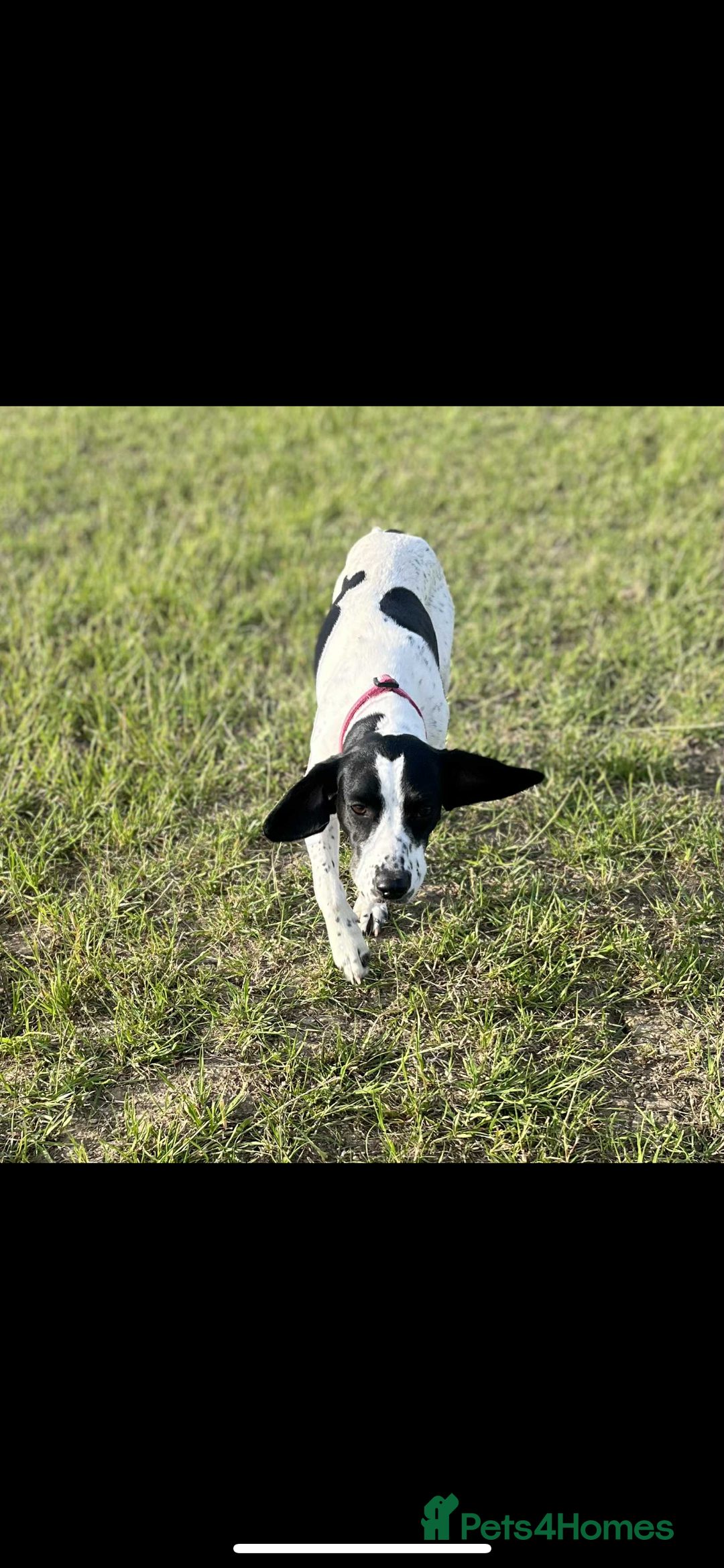 Mixed Breed dogs for sale: Pointer/cocker looking for loving home urgently - Image 1