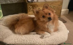 Pomeranian dogs for sale: Sweet, Playful “Stacy”  looks for her next home - Image 4