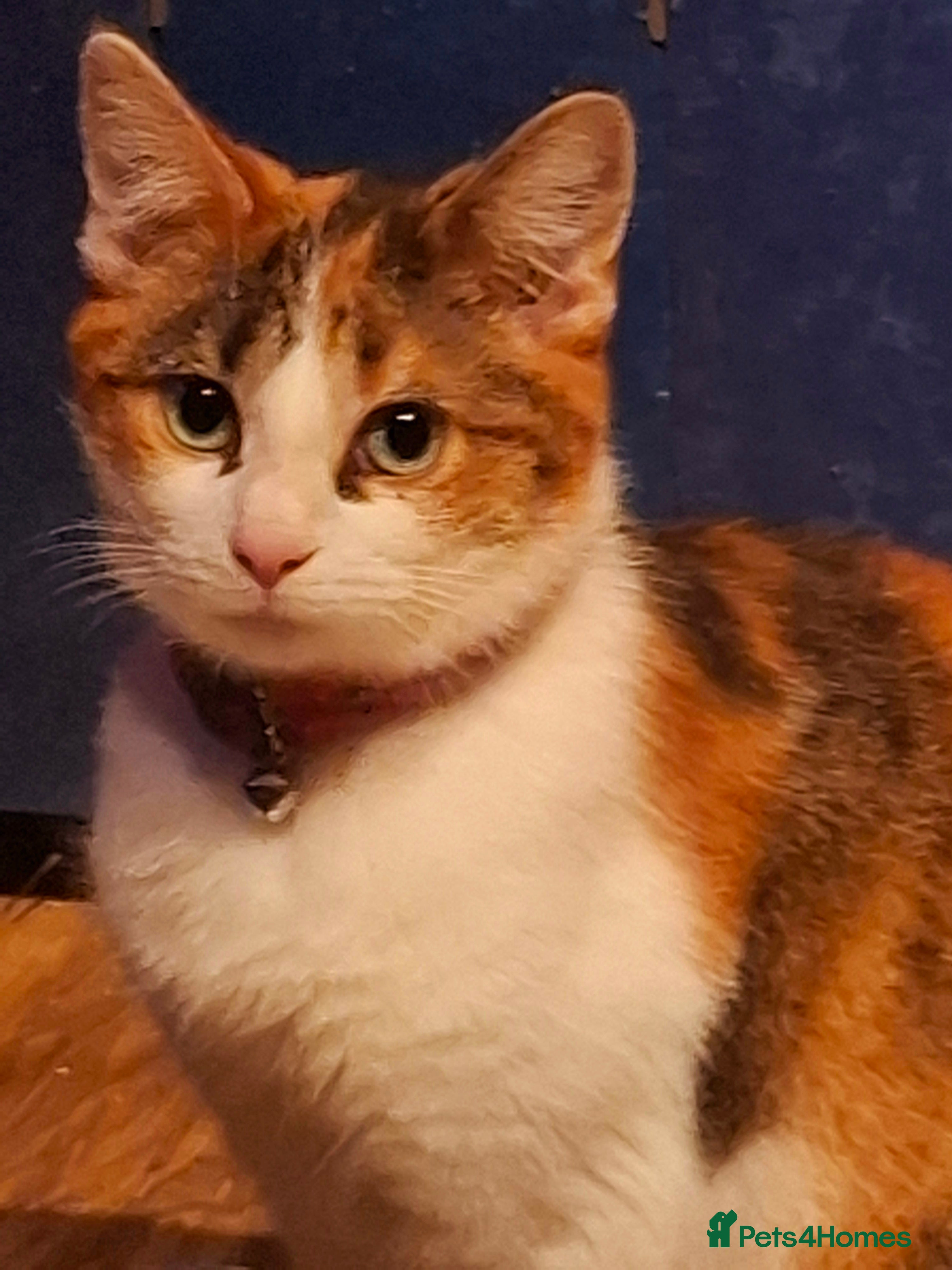 Domestic Shorthair cats 🌸 Meet Rose – The Sweetest Little Survivor 🌸 - Advert 15