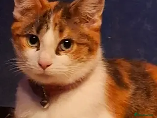 Domestic Shorthair cats 🌸 Meet Rose – The Sweetest Little Survivor 🌸 - Advert 15