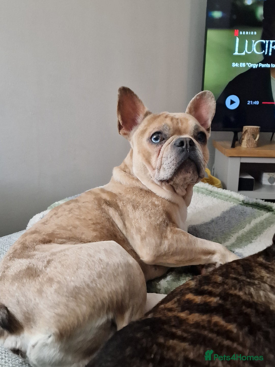 French Bulldog dogs for sale: Oreoo - Advert 3