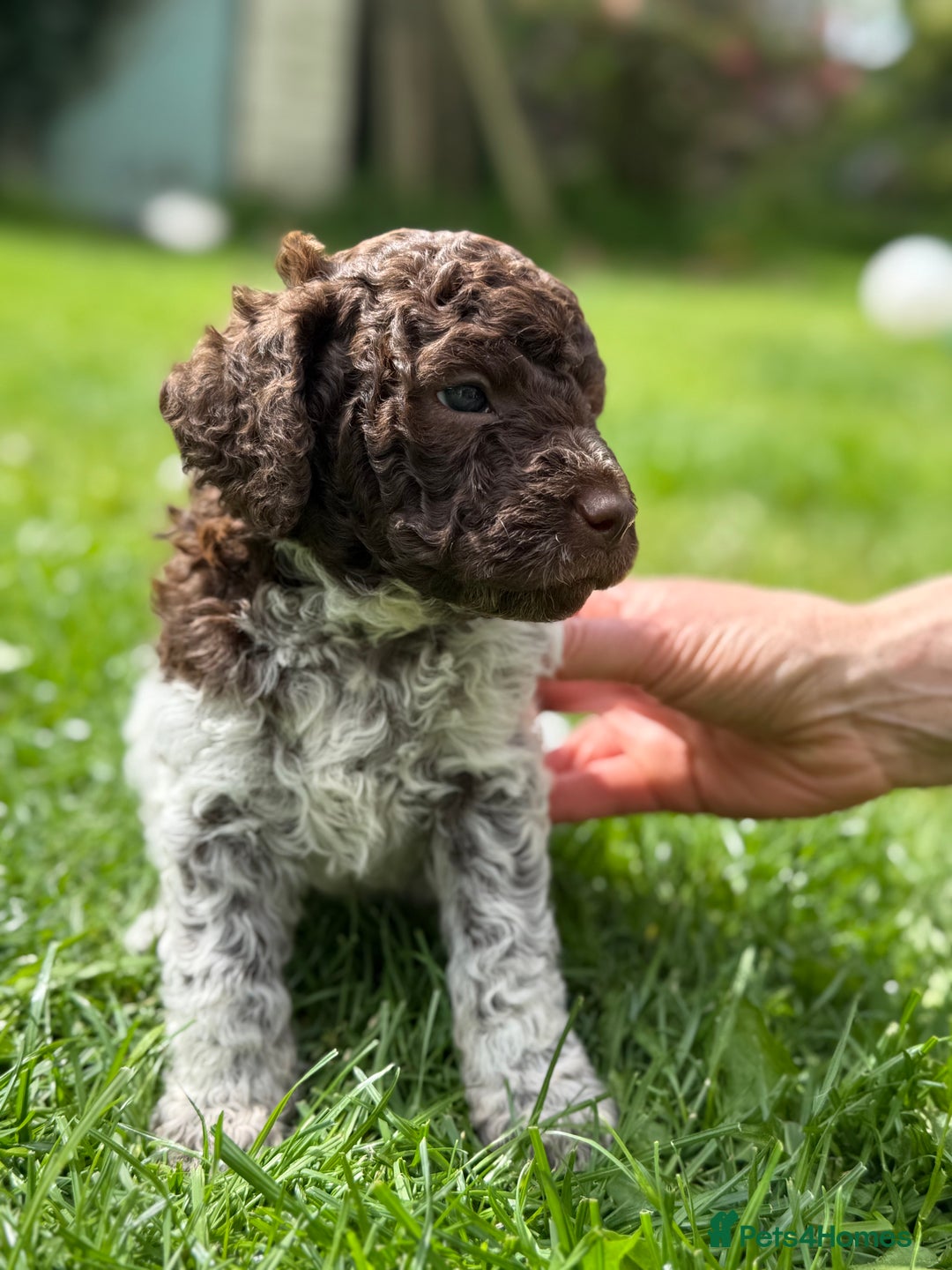 Lagotto Romagnolo dogs for sale: READY TO LEAVE, LAST ONE Puppies Italian Water dog in Preston - Image 6