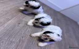 Shih Tzu dogs for sale: 2 lovely boys and 1 girl - Image 6