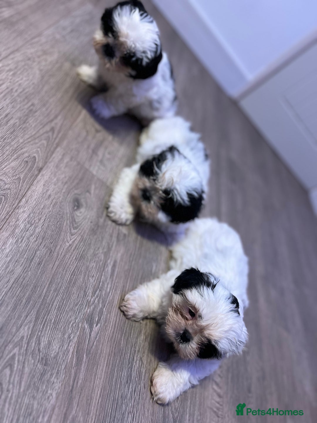 Shih Tzu dogs for sale: 2 lovely boys and 1 girl - Image 6