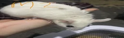 Mouse rodents for sale: Multimammates  - Advert 19