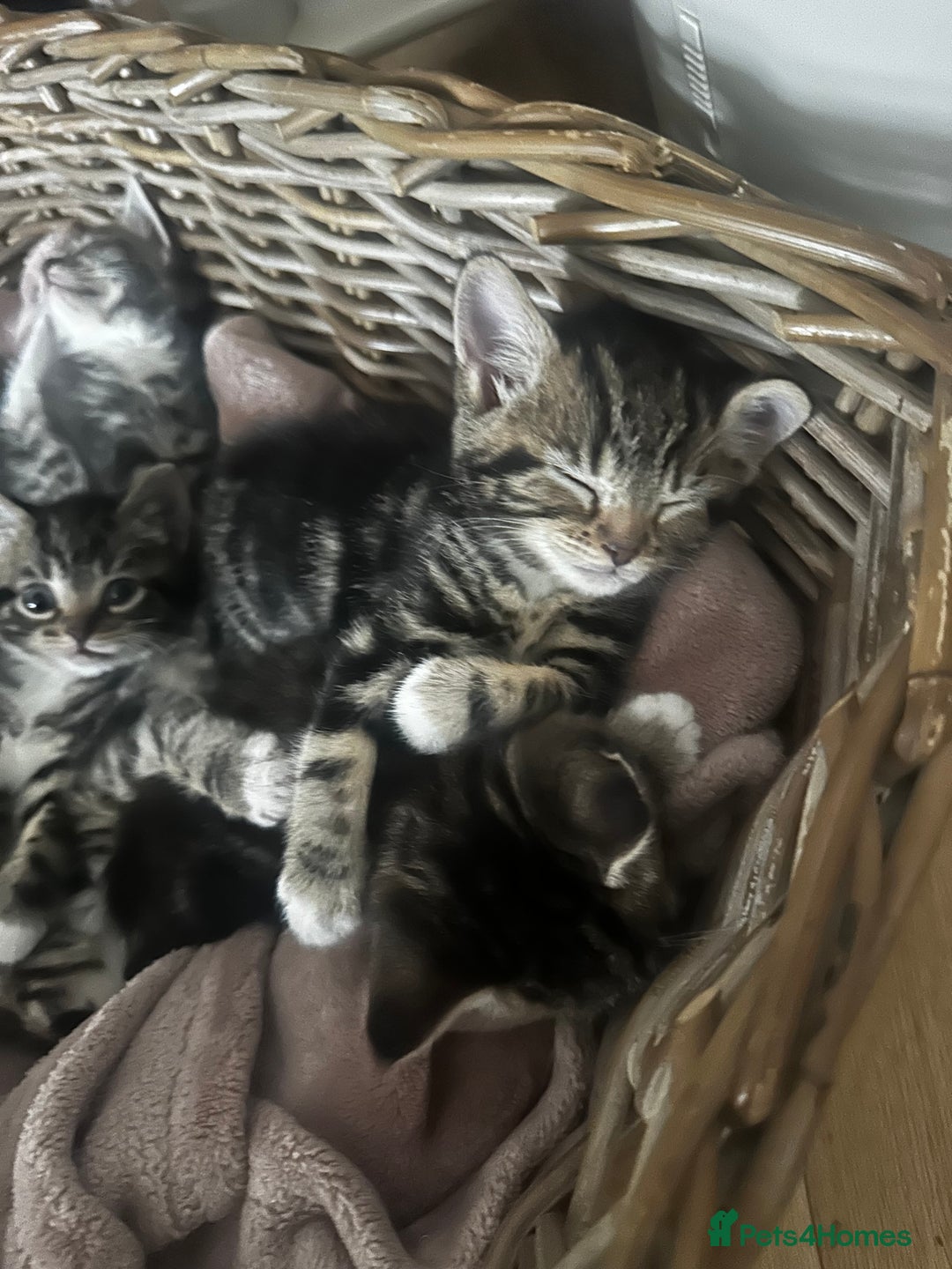 Mixed Breed cats for sale: 6 Of the cutest kittens ever !  - Image 5