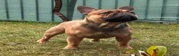 French Bulldog dogs for stud: Stud … Teddy …Rukaroobulls Cadeau du Ciel - Advert 3