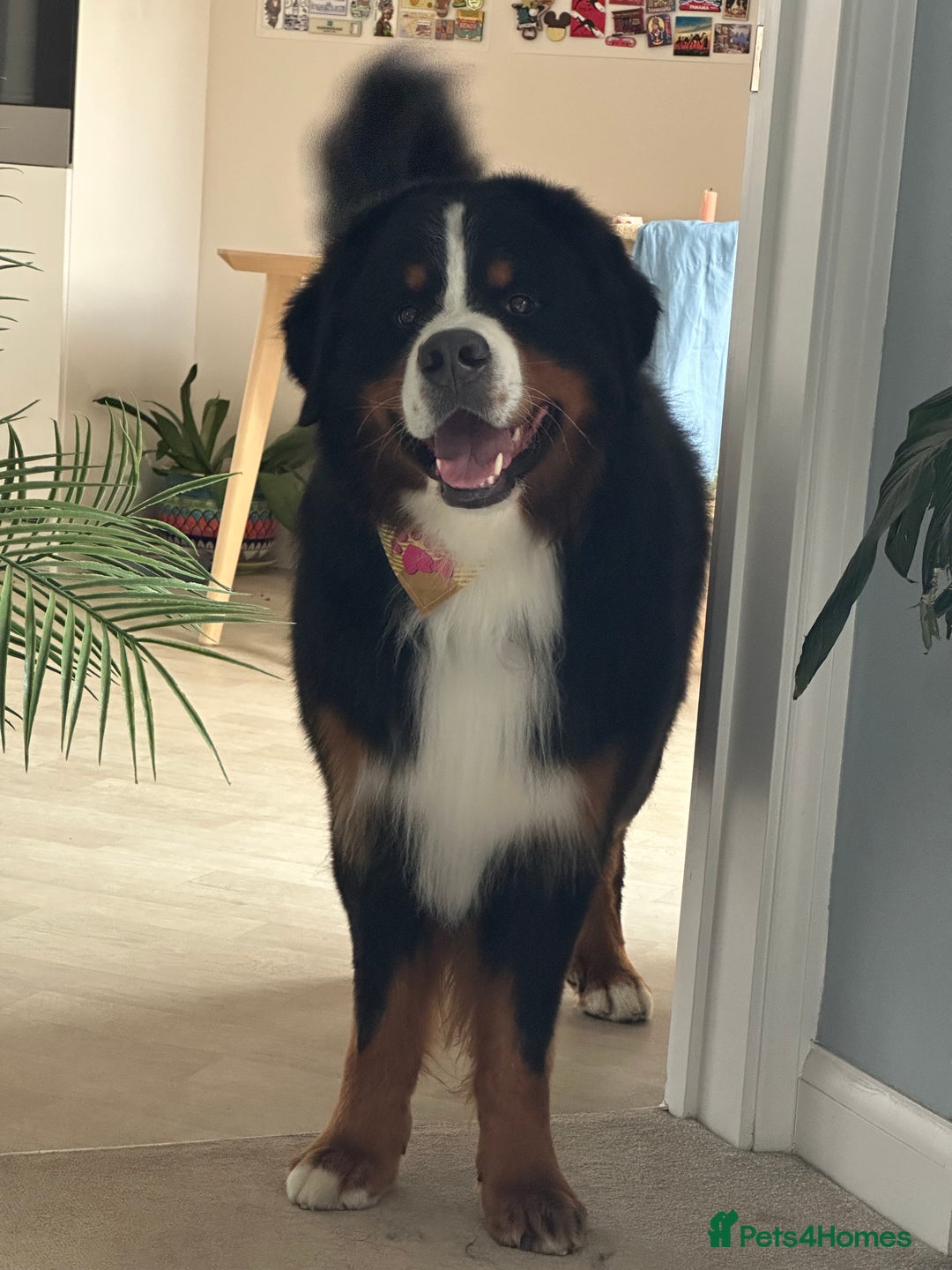 Bernese Mountain Dog dogs for stud: Handsome KC-Registered Bernese Mountain Dog  - Advert 9