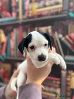 Jack Russell dogs - Advert 12