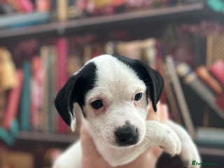 Jack Russell dogs **Traditional Jack Russell** - Advert 2