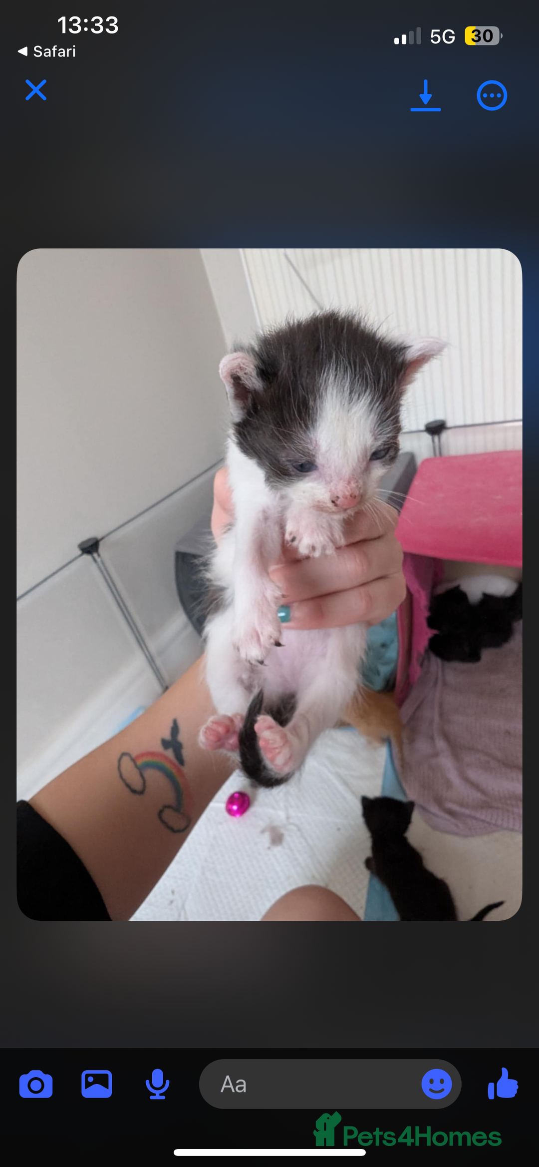 Mixed Breed cats for sale: Beautiful kittens  - Image 15