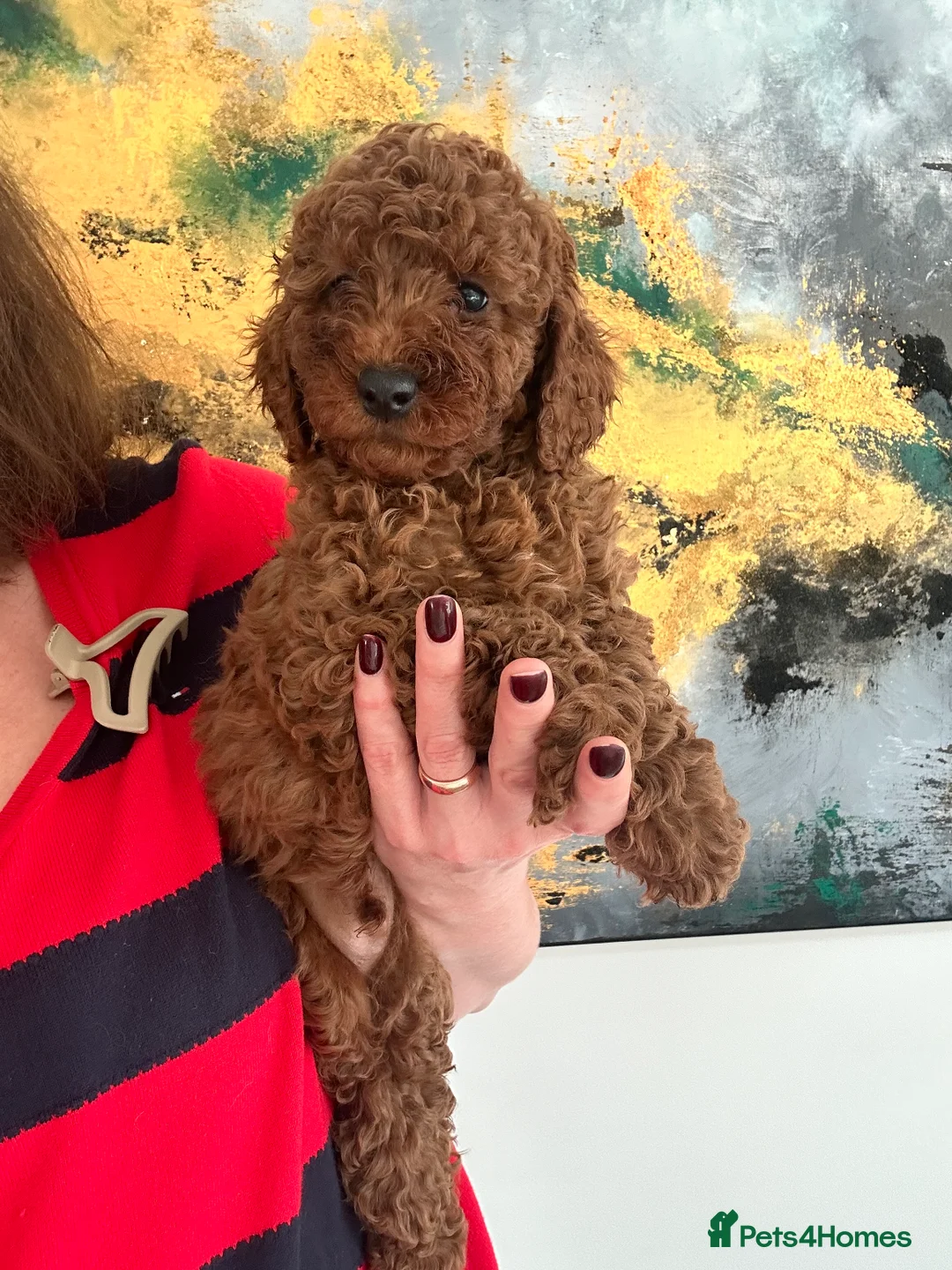 Miniature Poodle dogs for stud: Miniature Poodle Stud in Stansted - Advert 10