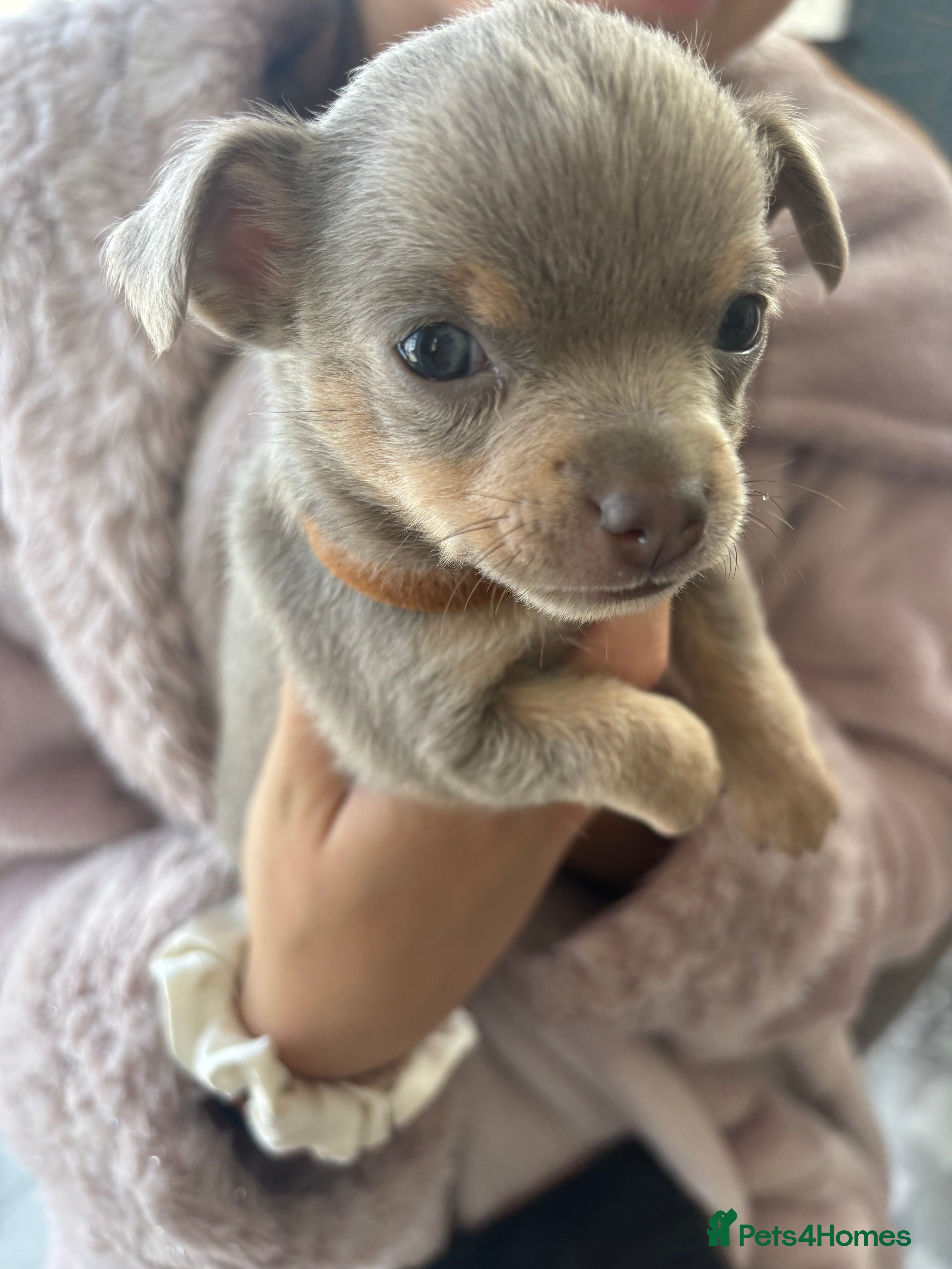 Chihuahua dogs Chihuahua pups ready for a new home  - Advert 2