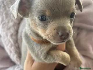 Chihuahua dogs Chihuahua pups ready for a new home - Advert 17