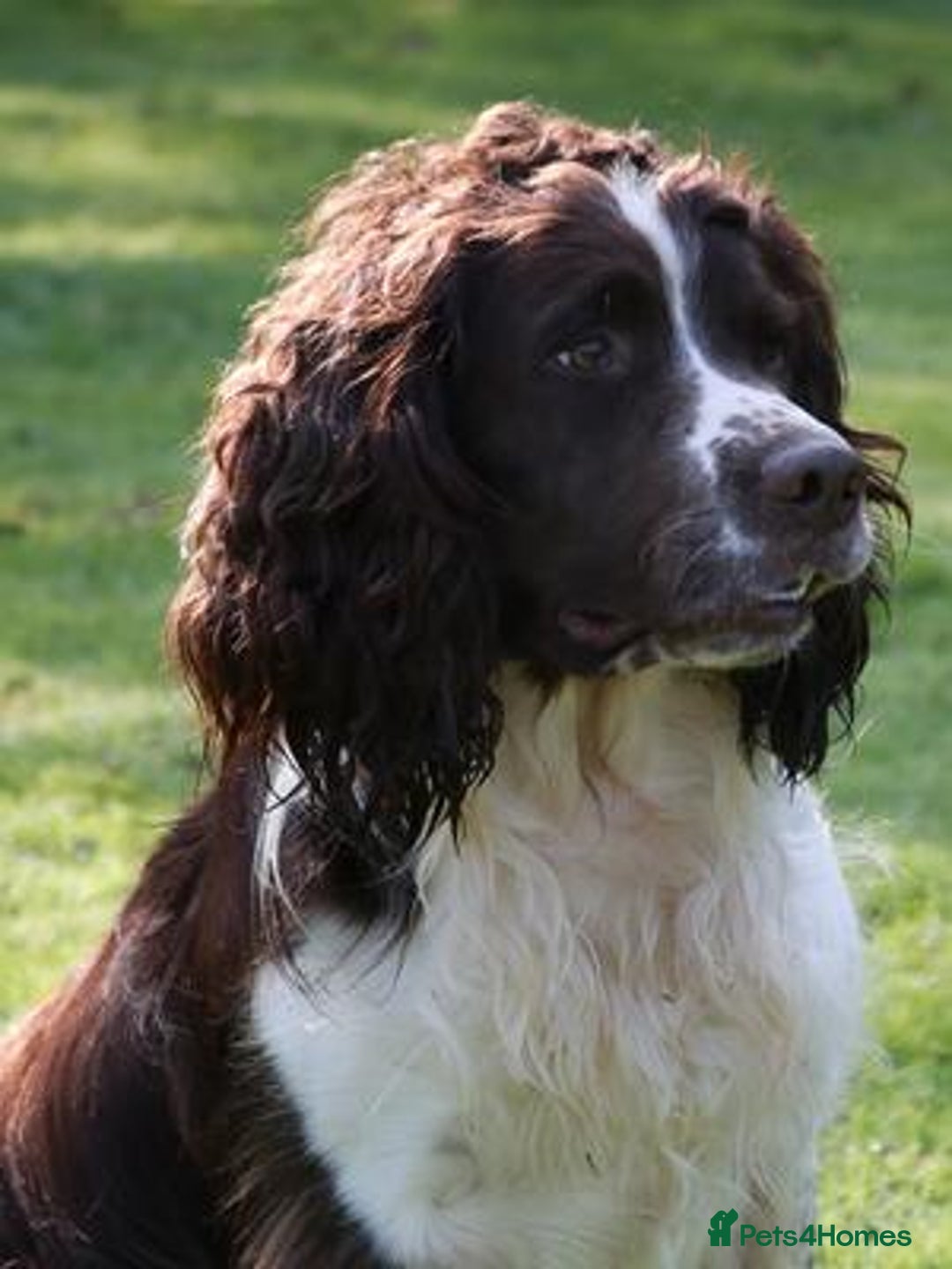English Springer Spaniel dogs for sale: HEALTH TESTED liver & white springer spaniels  - Image 12