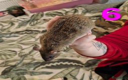 Rat rodents for sale: 9 beautiful girls - Image 21
