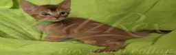 Devon Rex cats for sale: Beautiful Devon Rex x Abyssinian Kittens  - Advert 22