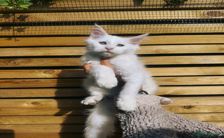 Maine Coon cats - Advert 1