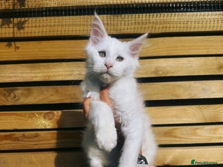 Maine Coon cats - Advert 8
