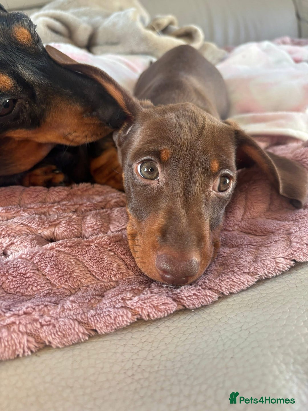 Miniature Dachshund dogs for sale: Beautiful little Chocolate boy 💙 - Advert 4
