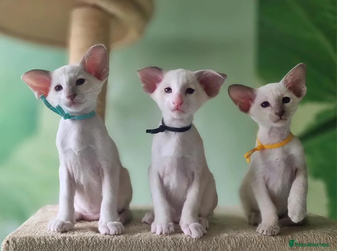 Oriental cats for sale: Exceptional, Show quality, GCCF Oriental kittens  - Advert 1