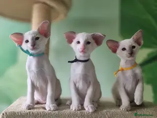 Oriental cats Exceptional, Show quality, GCCF Oriental kittens - Advert 15