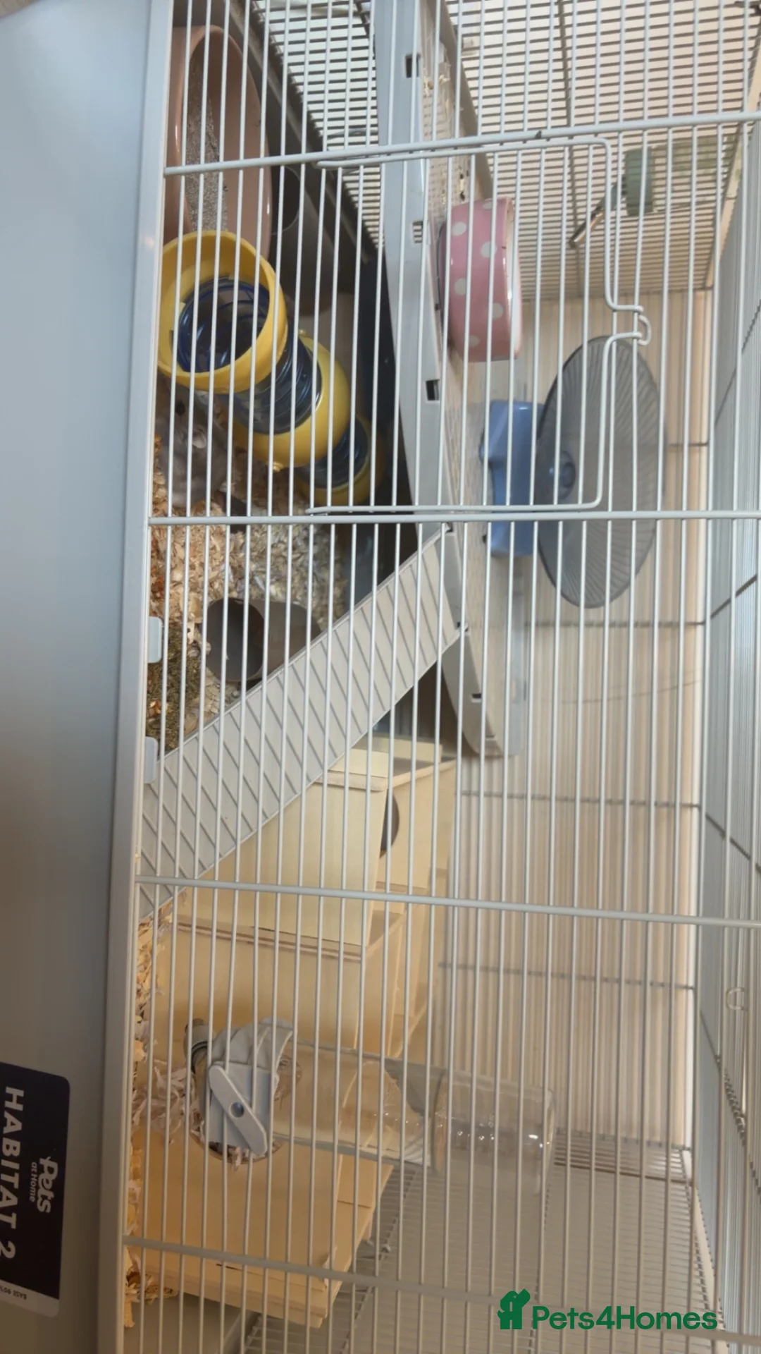 Hamster rodents for sale: 2 Russian dwarf hamsters  in Surbiton - Advert 8
