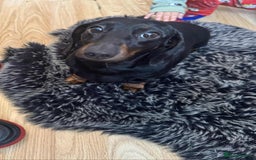 Miniature Dachshund dogs for sale: Miniature dachshund  - Image 8