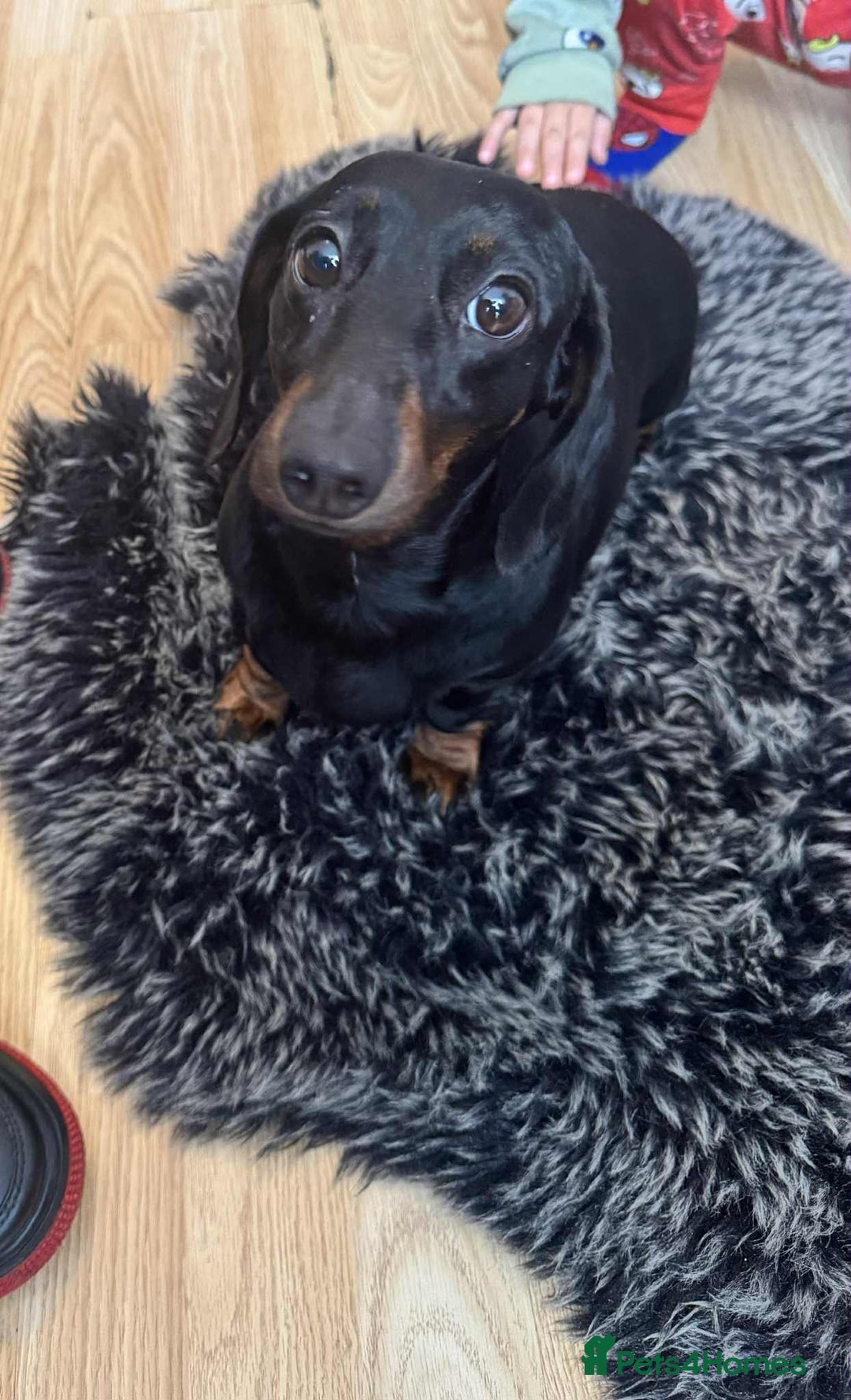 Miniature Dachshund dogs for sale: Miniature dachshund  - Image 8