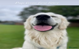 Golden Retriever dogs for sale: Exceptional Big kc puppies (licensed breeder) ⭐  - Image 4