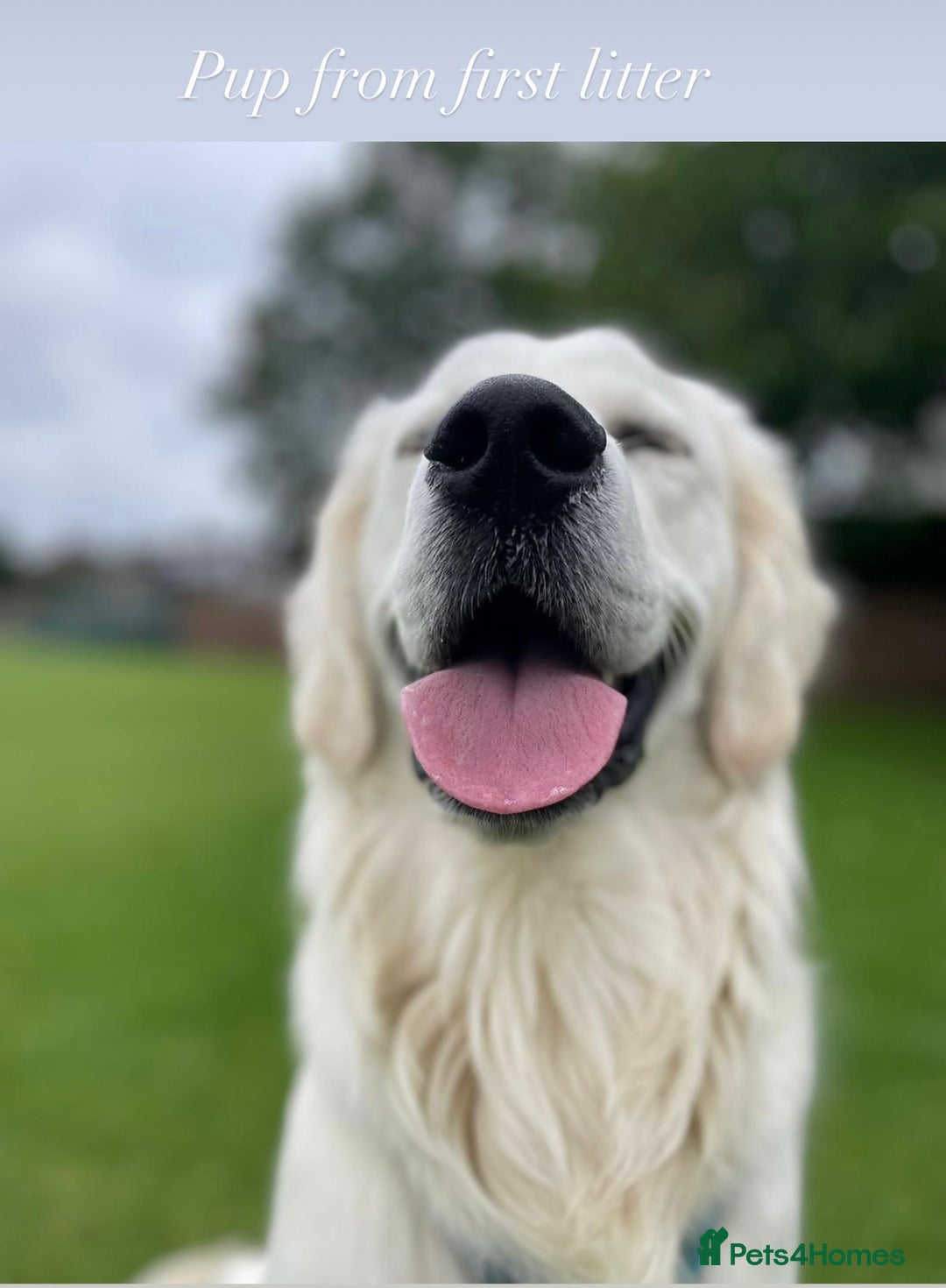 Golden Retriever dogs for sale: Exceptional Big kc puppies (licensed breeder) ⭐  - Image 4