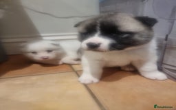 Akita dogs for sale: Akita puppies ready 7th December - Advert 5