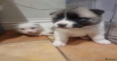 Akita dogs Akita puppies ready 7th December - Advert 16