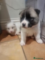Akita dogs Akita puppies ready 7th December - Advert 1