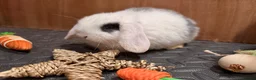 Mini Lop rabbits for sale: Minilop babies (2 girls & 2 boys)  - Advert 6
